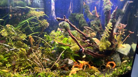 Various aquarium decor
