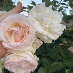EDEN CLIMBER-CLIMBING ROSE WHITE FLOWERS Plant, Ideal For Arbors,walls, And Cottage Garden Is 7 Fett Tall  In Large 15 Gallons Pot Pick Up Only
