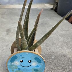 ALOE VERA PLANT