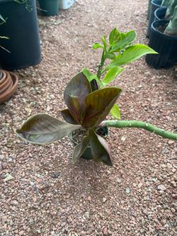 African Milk Bush Plant