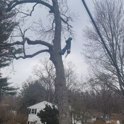 Tree Works Free Estimate (contact info removed) 