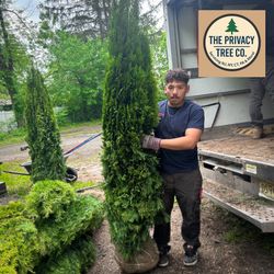 🌲Emerald green And Green Giants 🌲