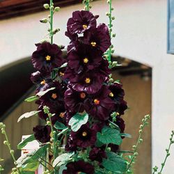 Black Hollyhock Perennial Plants 