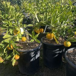 5 Gallon Size- Fruiting Age- Lemon Trees- Lime Trees- Orange Trees- Grapefruit Trees- Mandarin Trees- Pomelo Trees 