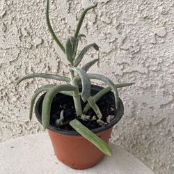 4 Inch Pot Succulent Plant - Curio Repens - Blue  Chalk Sticks - Rooted & Established -  Drought Resistant 🪴 