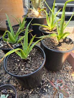 Aloe Helenae Tree Pups