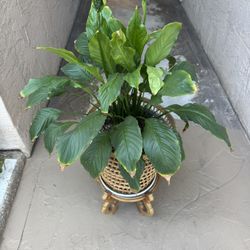Peace Lily Plant And Pot