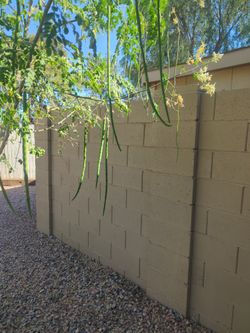 Moringa Seed Pods