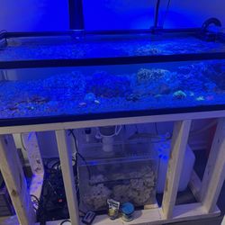 50 Gallon Aquarium 