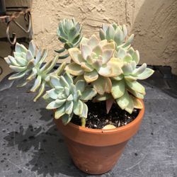 Ghostie Plant Succulent