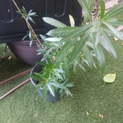 Olliander  Tree  Reddish Plant