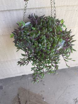 Ruby Necklace Hanging Plant