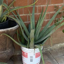 Multiple Different Plants Aloe Sabila