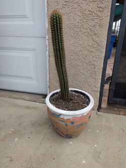 Cactus plant in hand painted pot 27 in tall