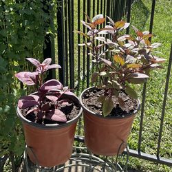 Alternanthera Purple Plant $10