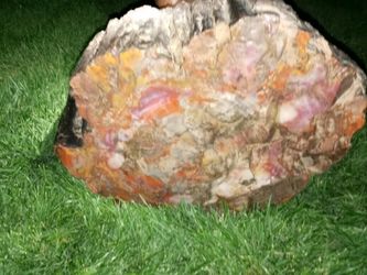 Petrified Wood