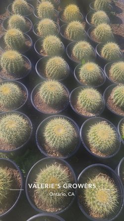 Golden Barrel Cactus
