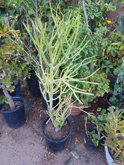 Palm.and/5gal.firestick