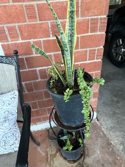 Snake Plants Succulents Elephant Food