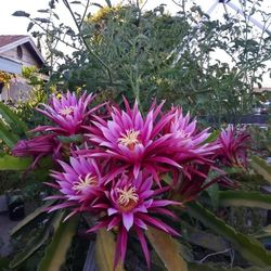 Connie Mayor Dragon Fruit Plant 