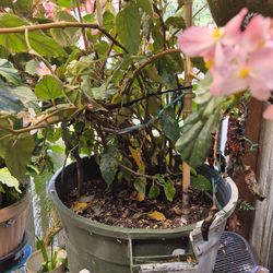 vegonias jades originales