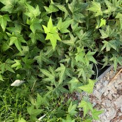 Ivy Plant In 4 In Pot