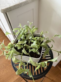 Large Tradescantia Trailing Plant