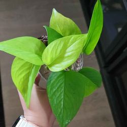 Neon Pothos cuttings