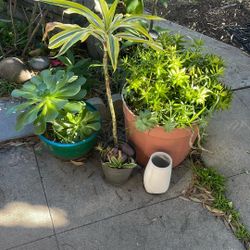 Potted Outdoor Plants $5 Each 