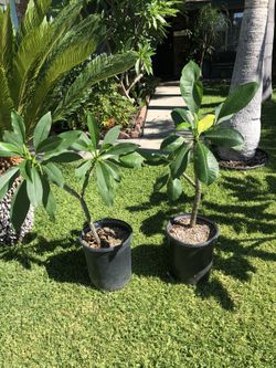 PLANT LOVERS! Beautiful Plumeria Plants