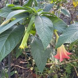 Trumpet Plant Fully Rooted 