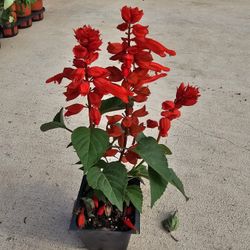 Scarlet Sage ARRIVE, BEAUTIFUL AND HEALTHY. $2 EACH