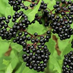 Black Elderberry Live Plants Winter Hardy Medicinal Fruiting Garden Yard 