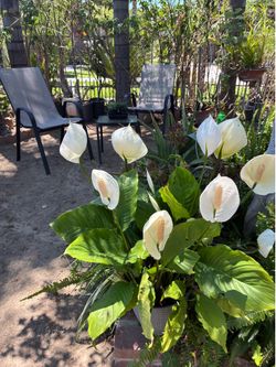 Plant