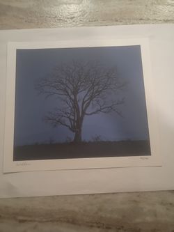 David Welker - The Story Tree