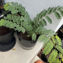 Healthy Tamarin Plant