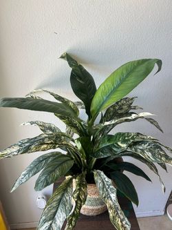 Large Variegated Peace Lily