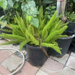 Plant For Sale