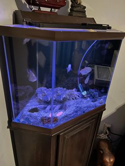 Aquarium corner display
