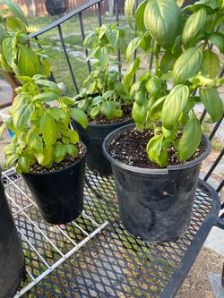 Organic Basil  plants !
