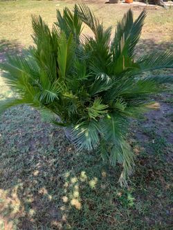 Sago palm