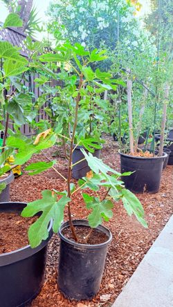 Black Mission Fig Tree – Sweet, Delicious Figs 🌿🌳
