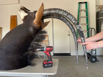 Large African Animal Head Mount