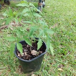 Plantita De Tomate, Chile, Cilantro, Manzana,Etc.Baratas.$1Dlls Cada  Una