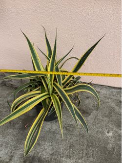 * Easy Care Plant