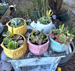 Ceramic Pot with Live Succulents