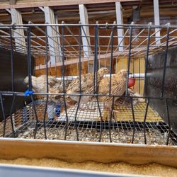 Cages Coturnix Quails