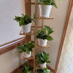Live Healthy Golden Pothos Silvery Ann Plants In 6” Pot