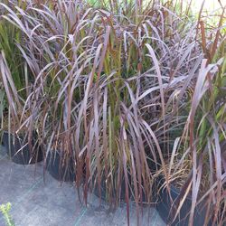 Purple Fountain Grass 