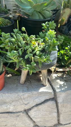 Beautiful Plant In Ceramic Bace